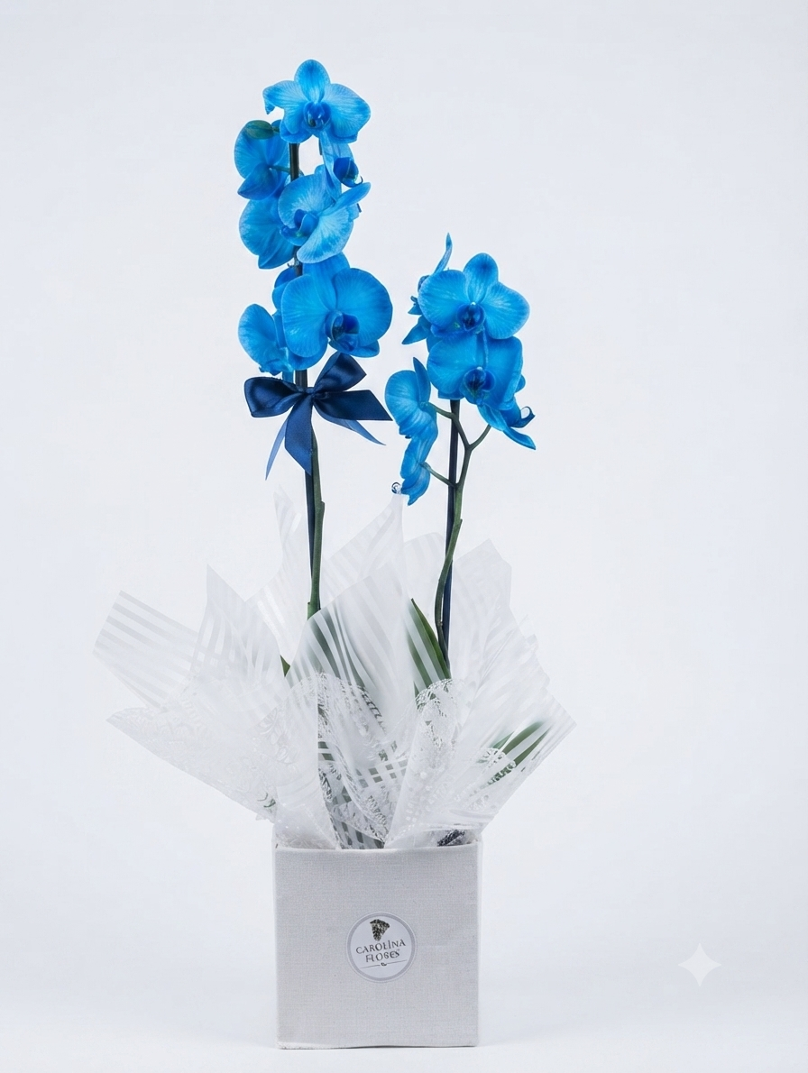 Vaso de Orquídea Phalaenopsis Pote 15 — 2