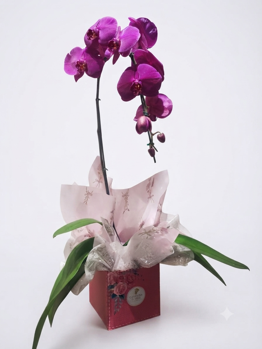Vaso de Orquídea Phalaenopsis Pote 15 — 3
