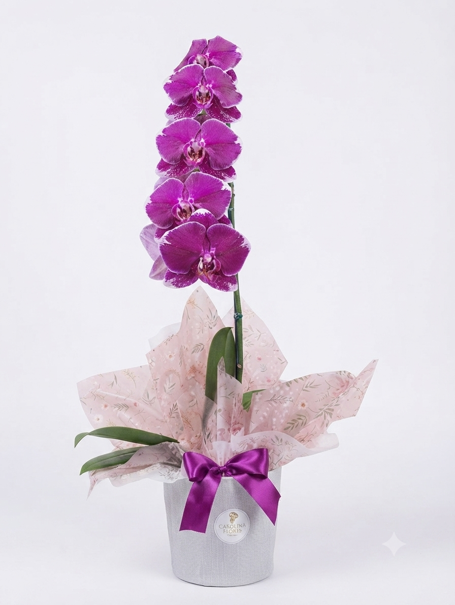 Vaso de Orquídea Phalaenopsis Pote 15 — 4