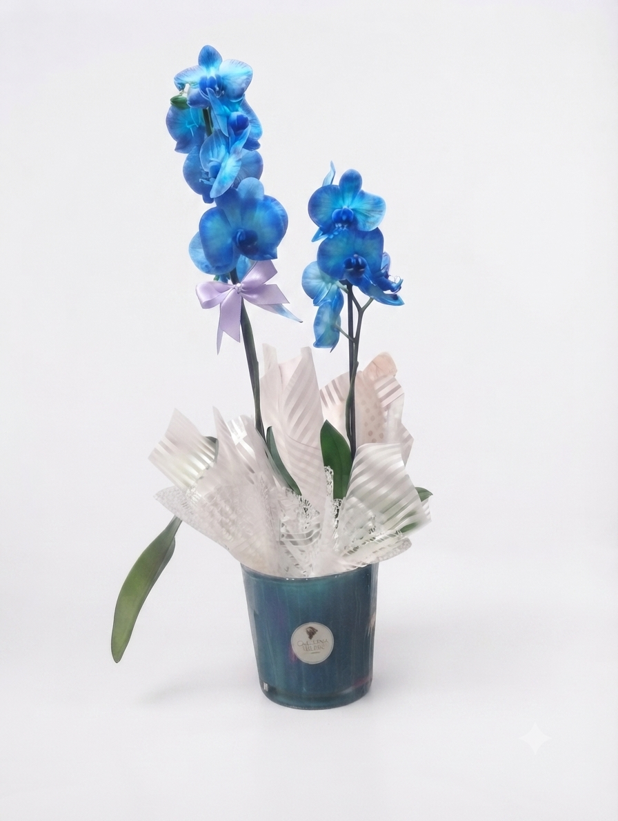 Vaso de Orquídea Phalaenopsis Pote 15 — 1